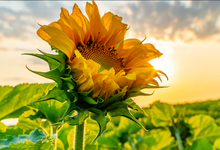 Load image into Gallery viewer, Sunflower Salve Base - 5 Gallon, Organic