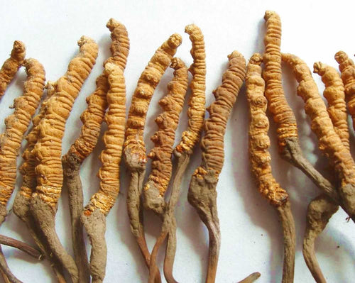 Cordyceps Mushroom Extract (Tincture), Organic