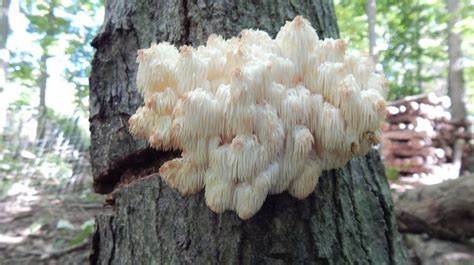 Organic Lions Mane