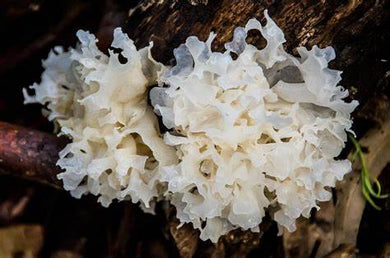 Tremella Mushroom Extract (Tincture), Organic