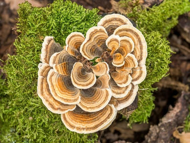 Turkey Tail Mushrooms, Powdered Organic