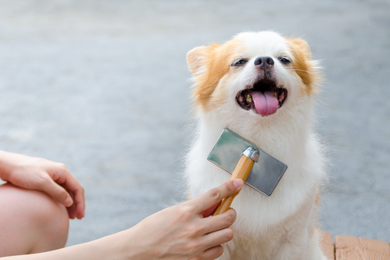 Dry Shampoo for Dogs & Horses