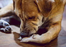 Load image into Gallery viewer, K9 Recovery (First Aid &amp; Hot Spot Ointment) for Dogs