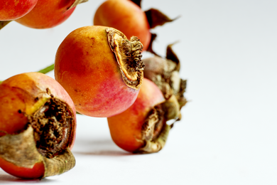 Rosehip Seed Oil, Organic